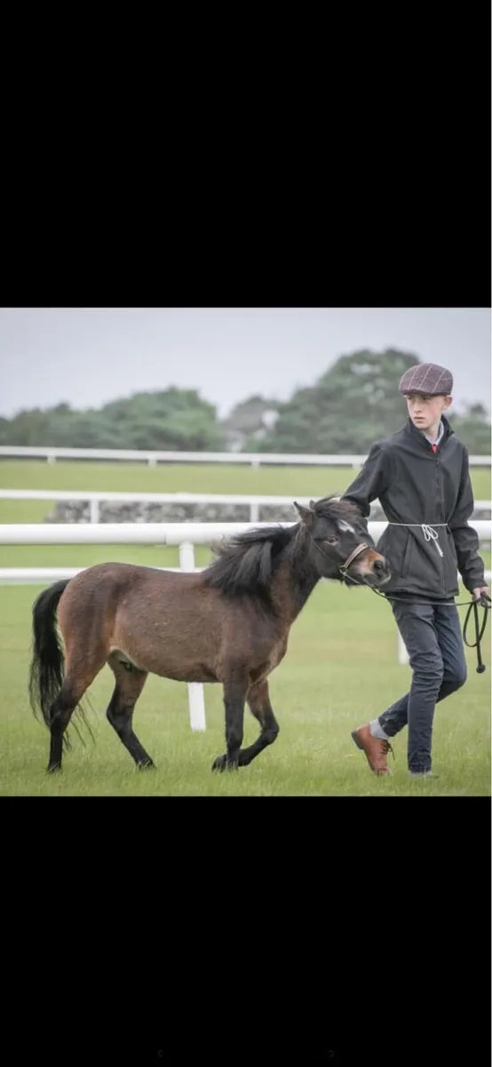 Reg mini horse - Image 2
