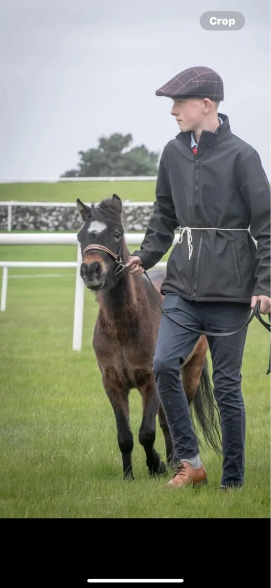 Reg mini horse - Image 3