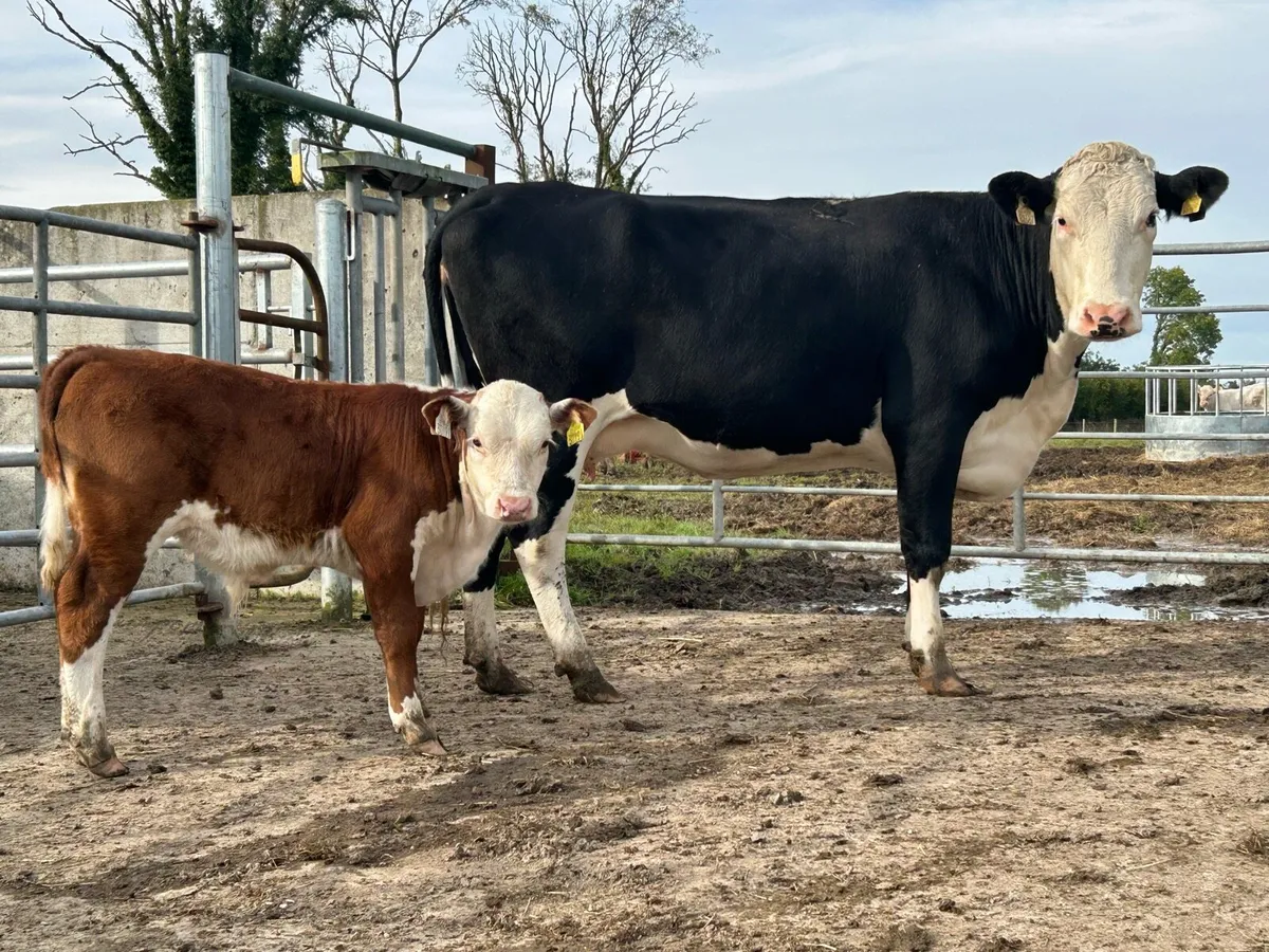 Smashing first calved cow and bull calf - Image 2