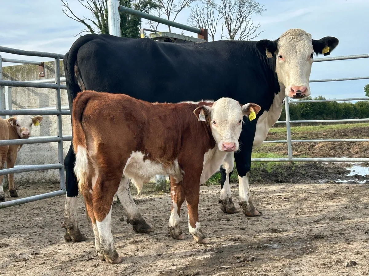 Smashing first calved cow and bull calf - Image 3