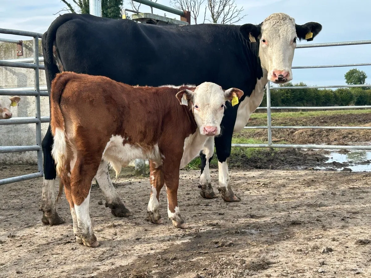 Smashing first calved cow and bull calf - Image 4