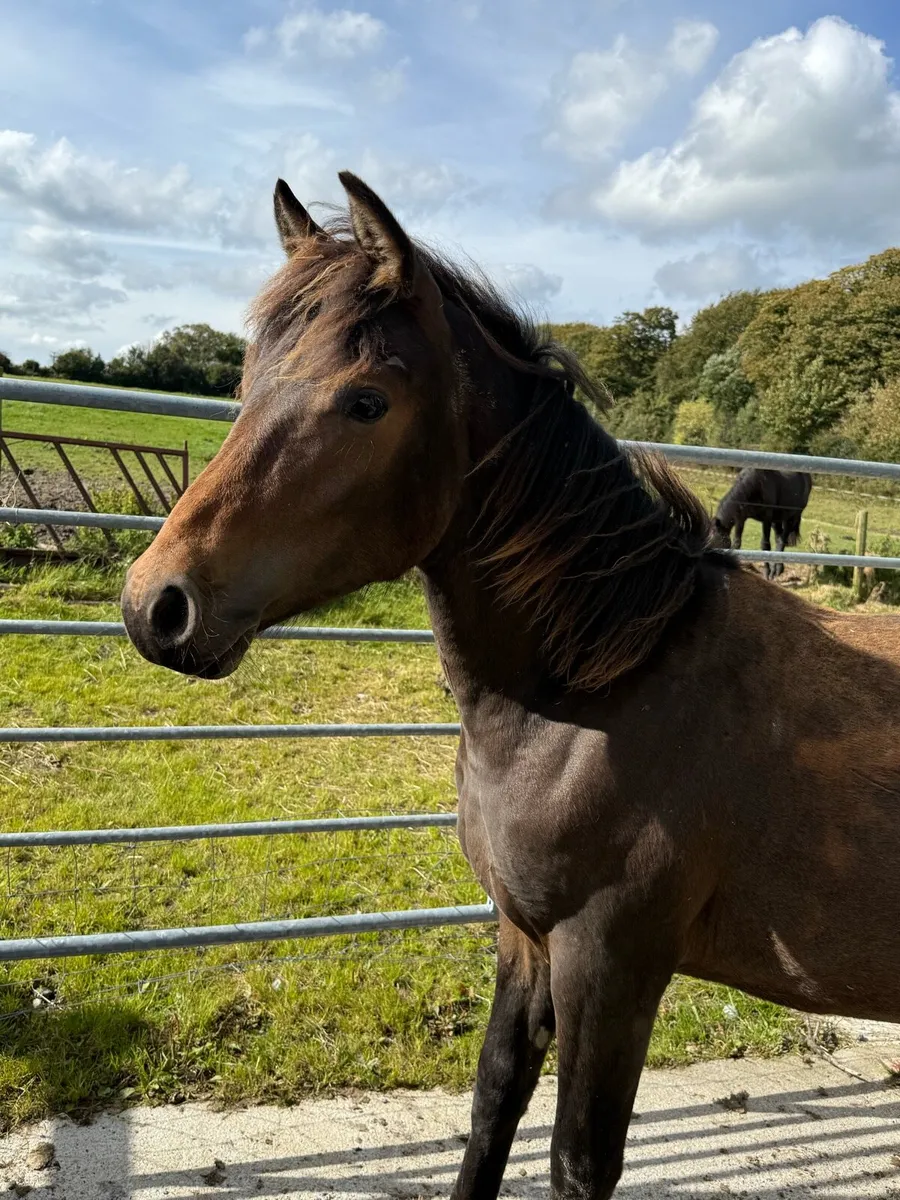 Yearling Gelding - Image 1