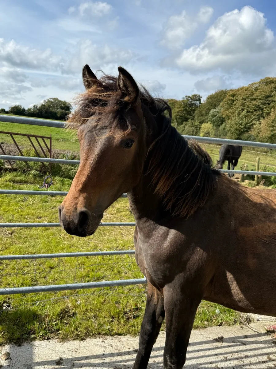 Yearling Gelding - Image 2