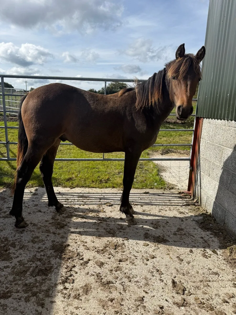 Yearling Gelding - Image 3