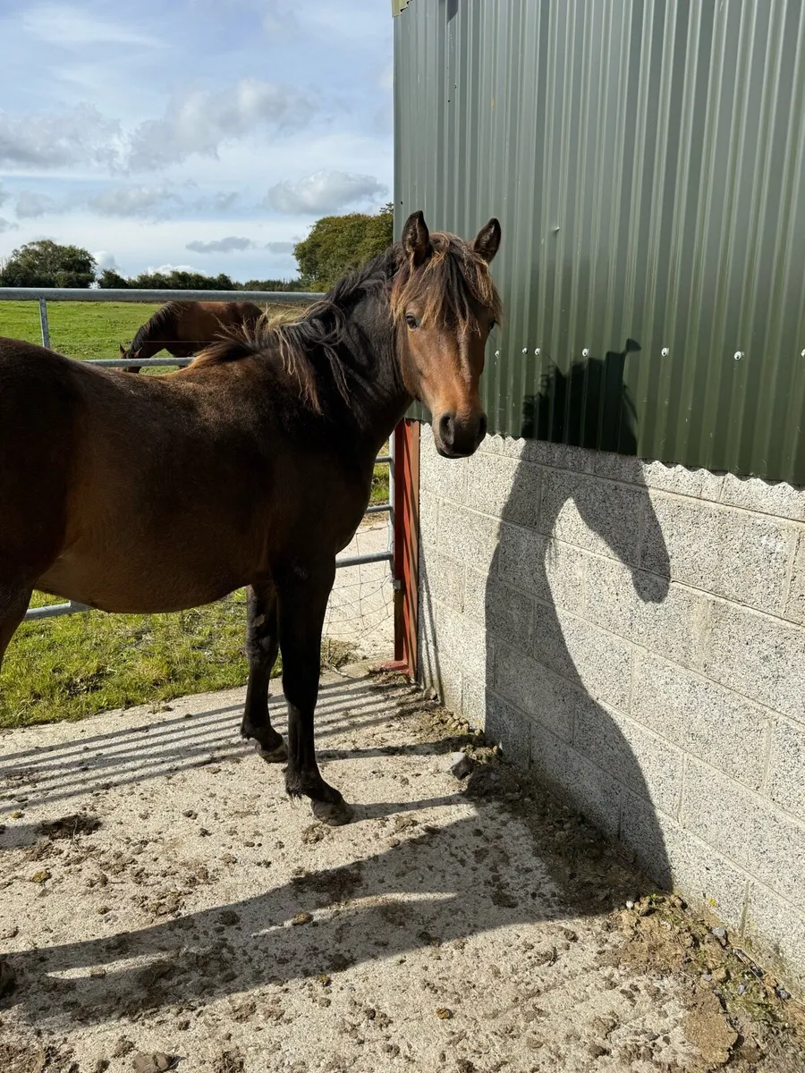 Yearling Gelding - Image 4