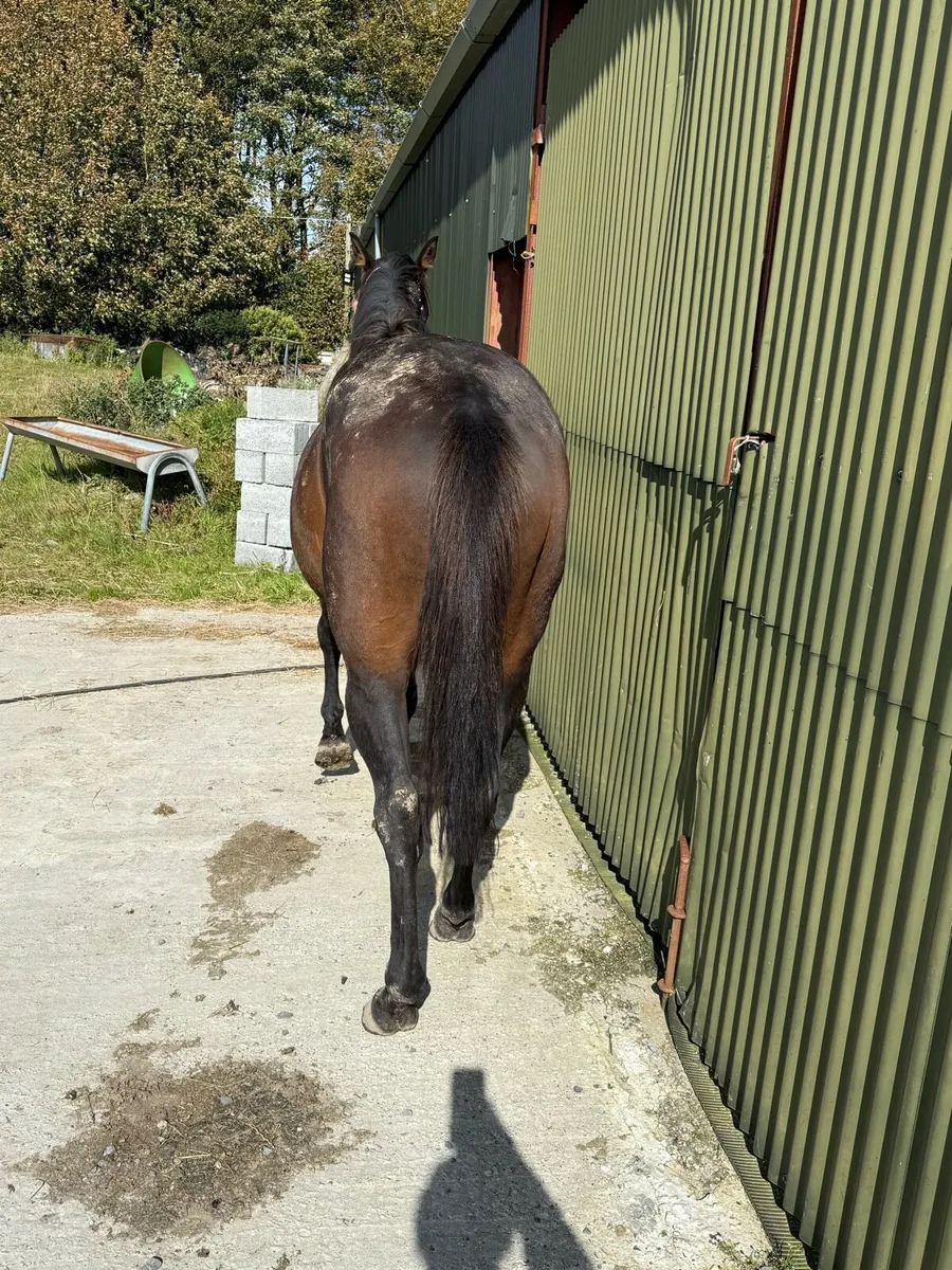 TIH Gelding - Image 3