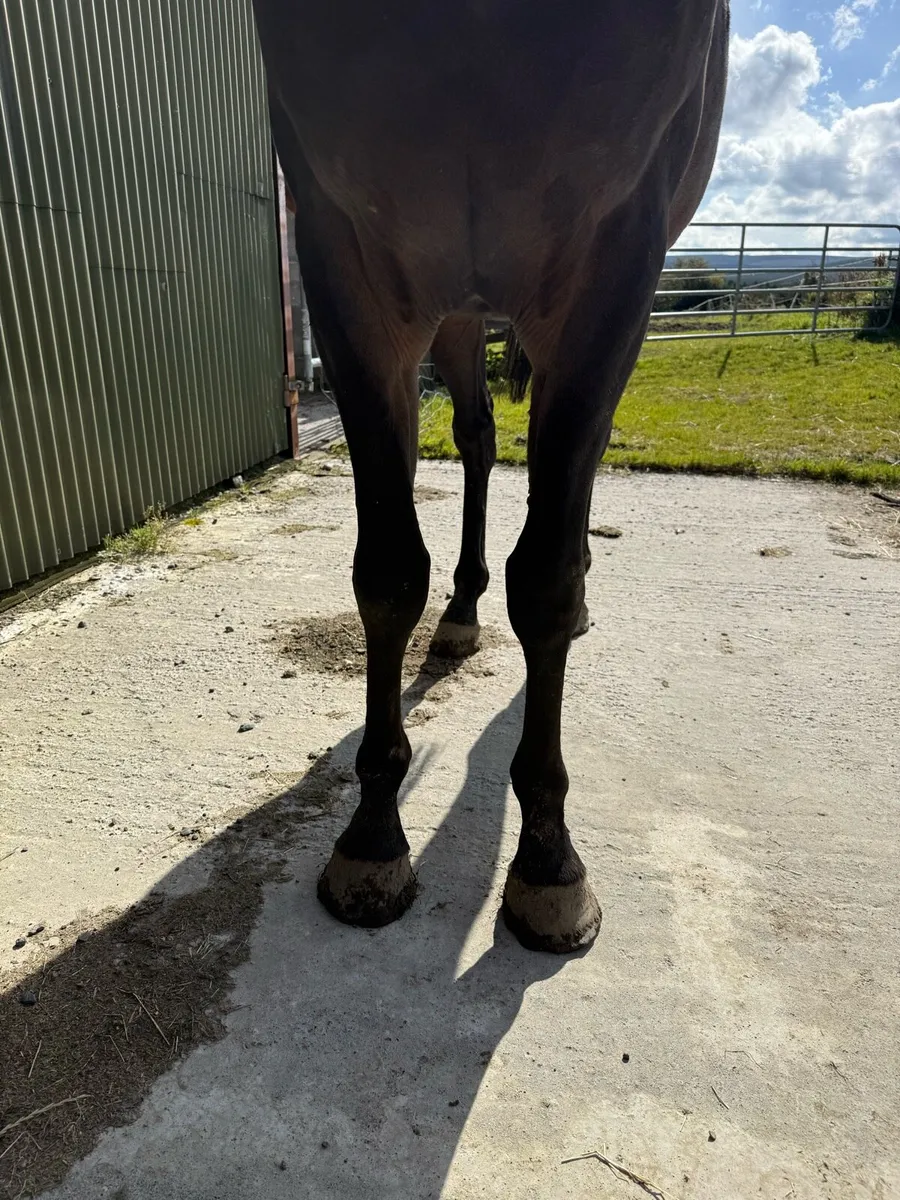 TIH Gelding - Image 4
