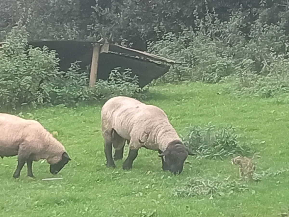 Suffolk Sherling Ram - Image 1
