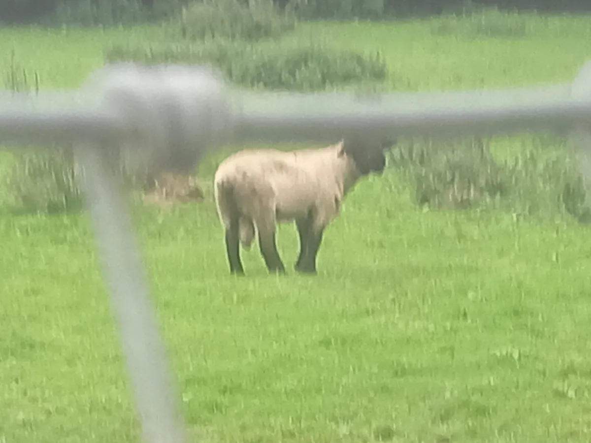 Suffolk Sherling Ram - Image 2