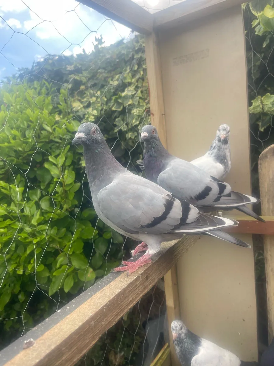 Racing Pigeons - Image 2