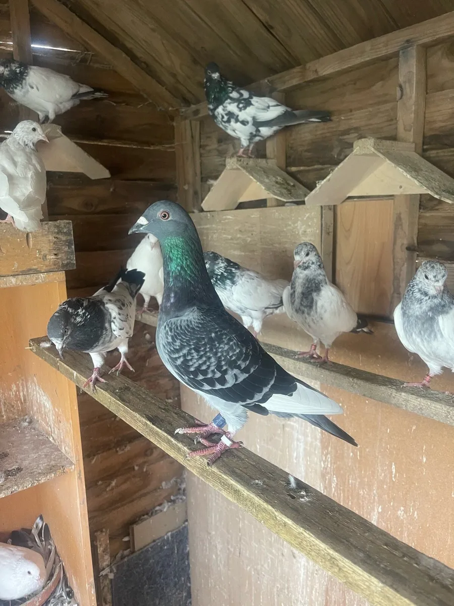 Racing Pigeons - Image 3