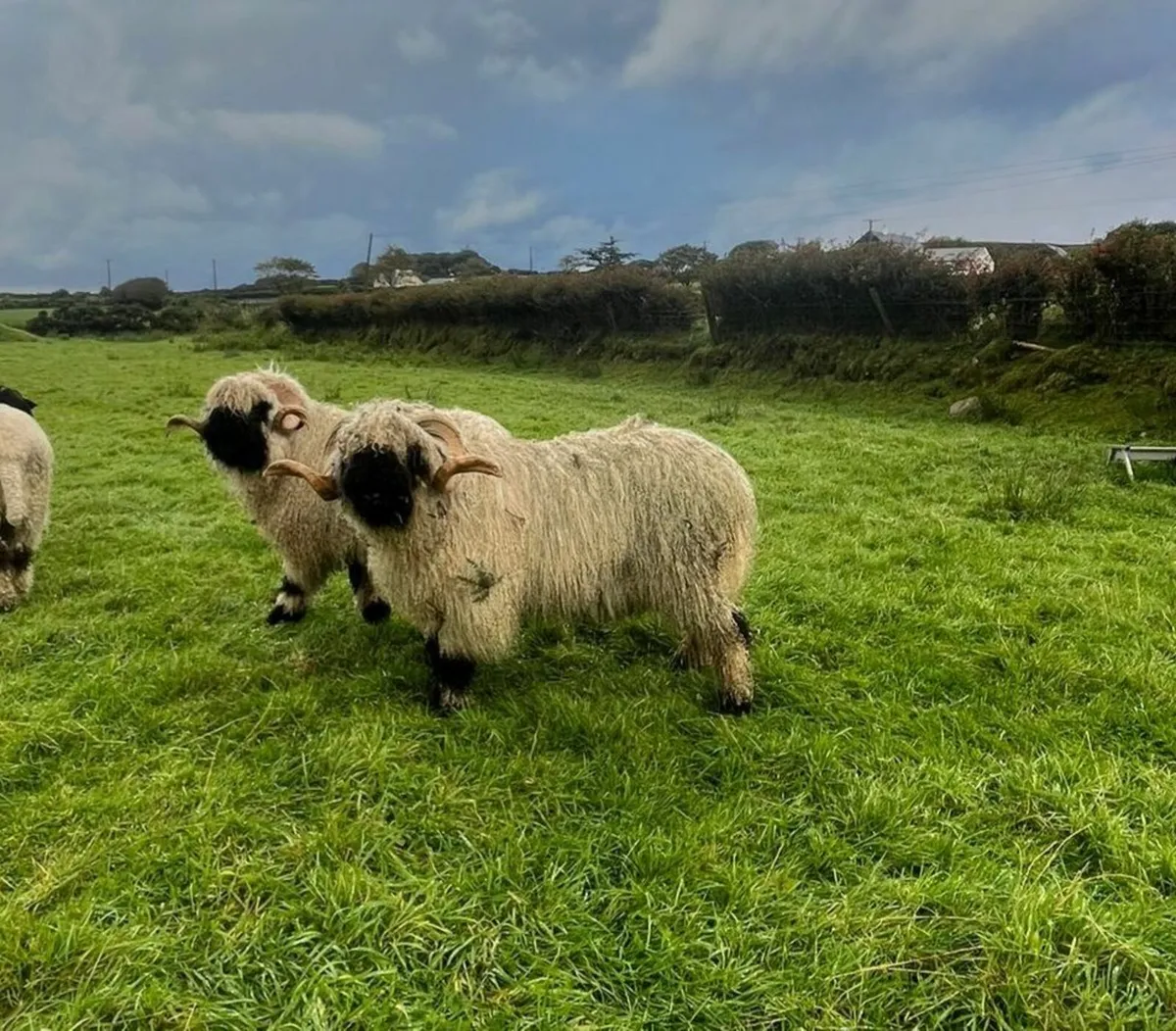 Valais Blacknose Shearling Rams - Image 2