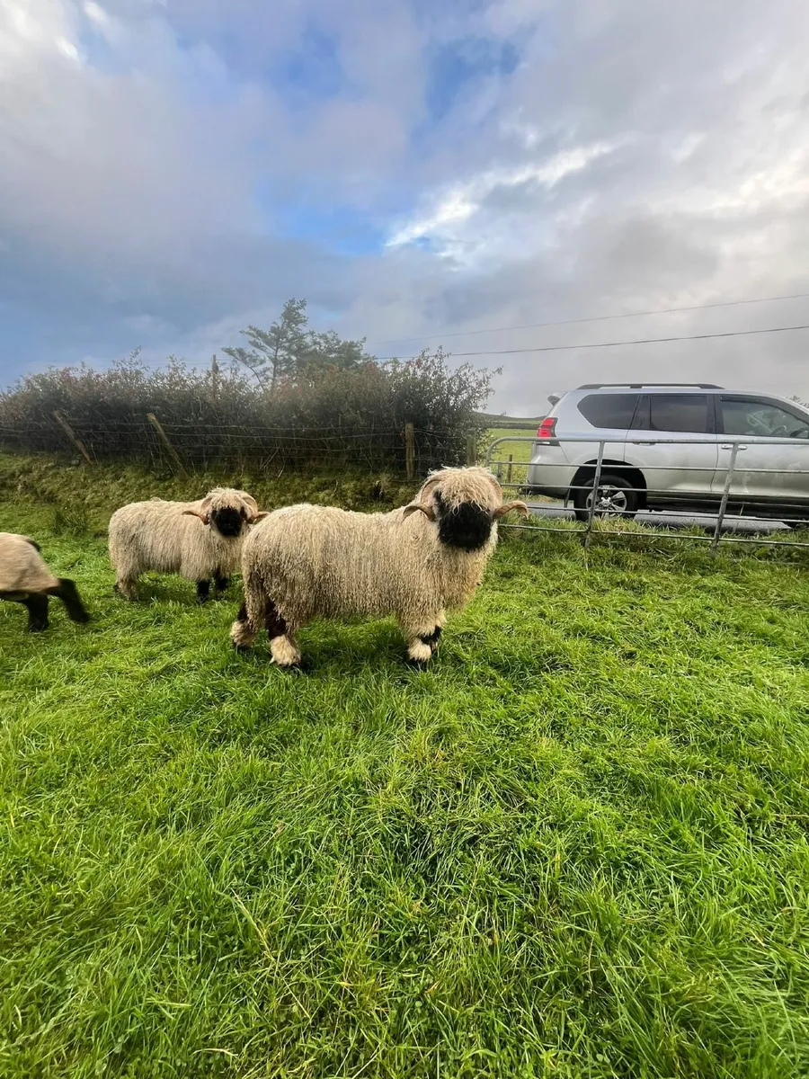 Valais Blacknose Shearling Rams - Image 1