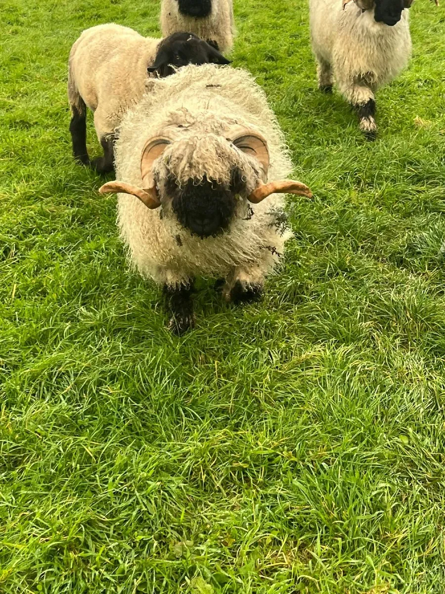 Valais Blacknose Shearling Rams - Image 3