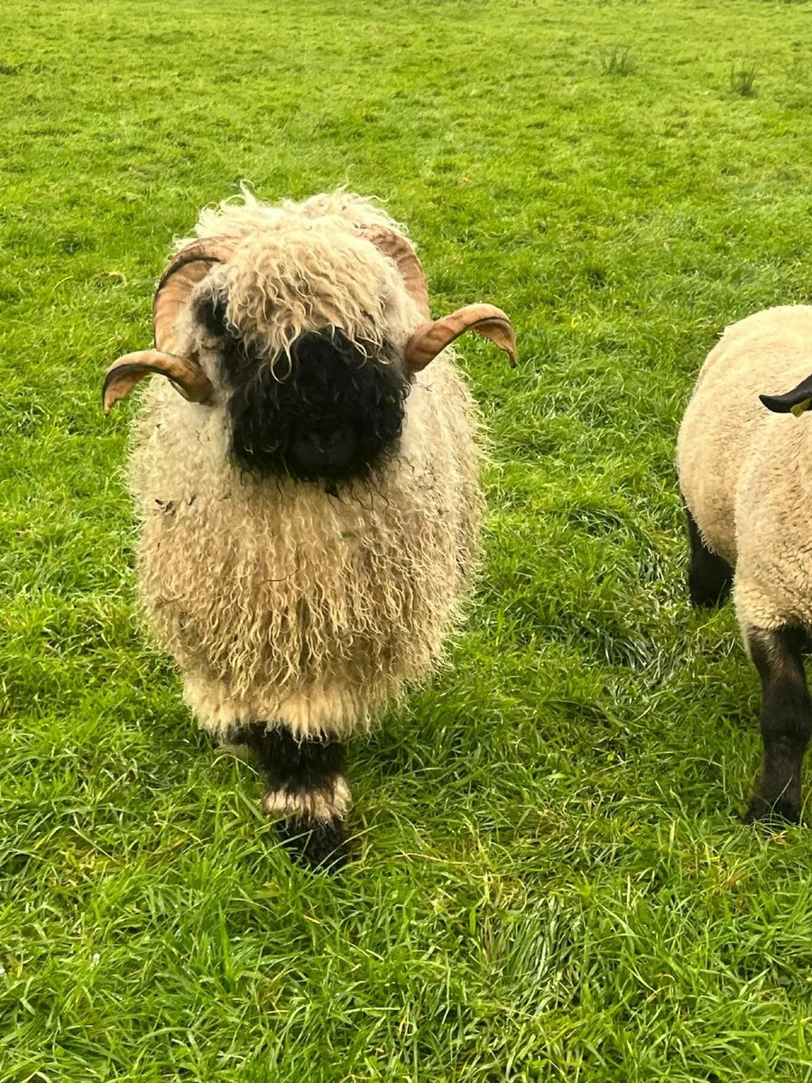 Valais Blacknose Shearling Rams - Image 4