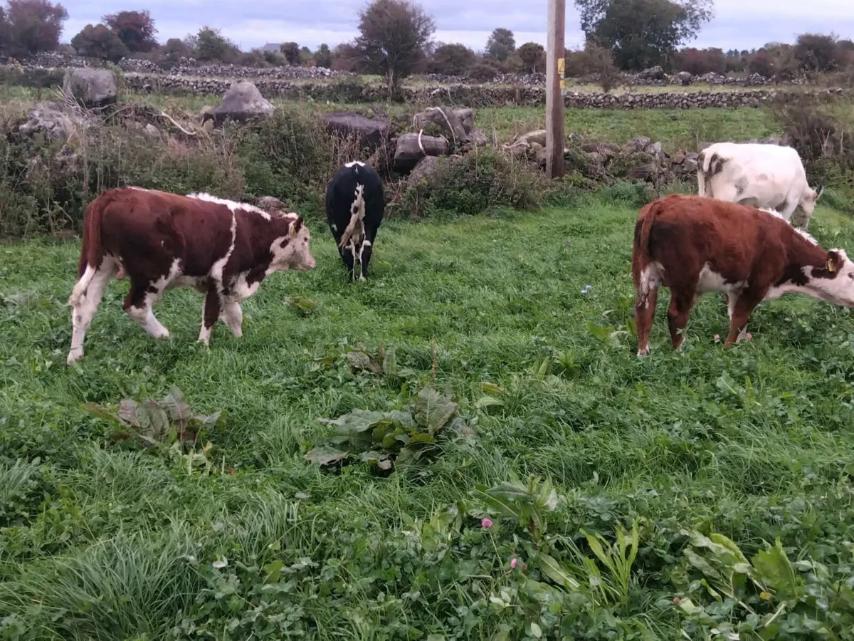 Organic bulls Athenry mart 25th lots 19A-B 22A-D - Image 2