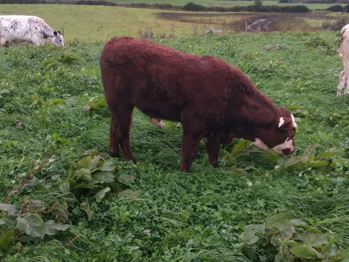Organic bulls Athenry mart 25th lots 19A-B 22A-D - Image 3