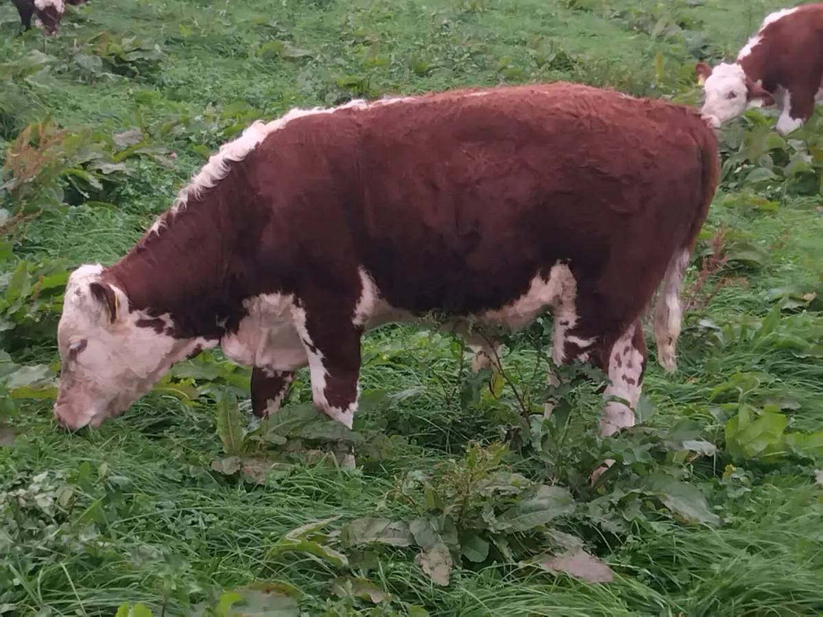 Organic bulls Athenry mart 25th lots 19A-B 22A-D - Image 4