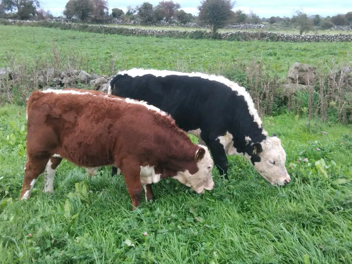 Organic bulls Athenry mart 25th lots 19A-B 22A-D - Image 1