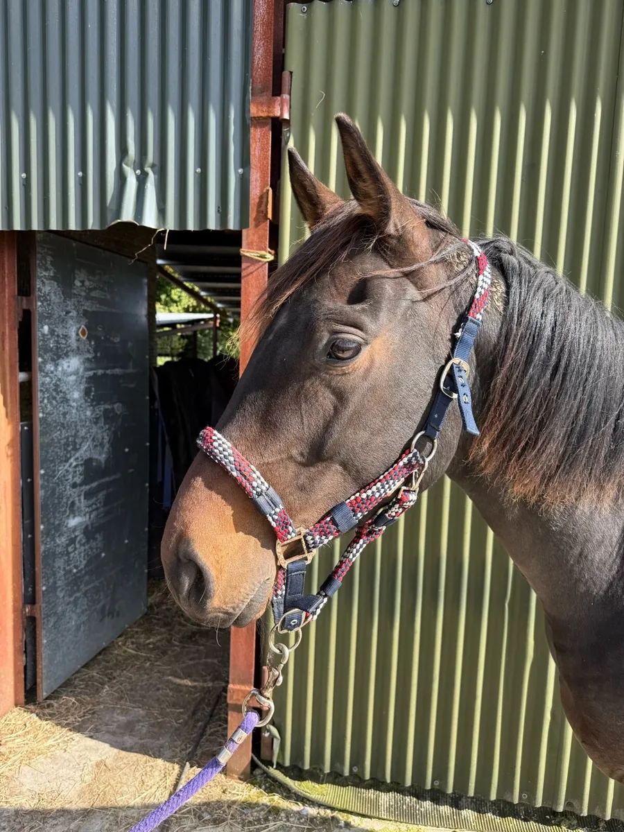 TIH Gelding - Image 1