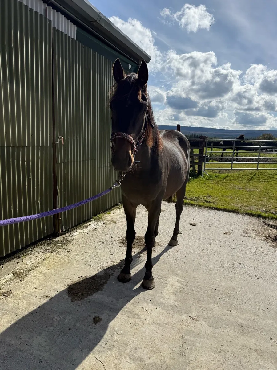 TIH Gelding - Image 2