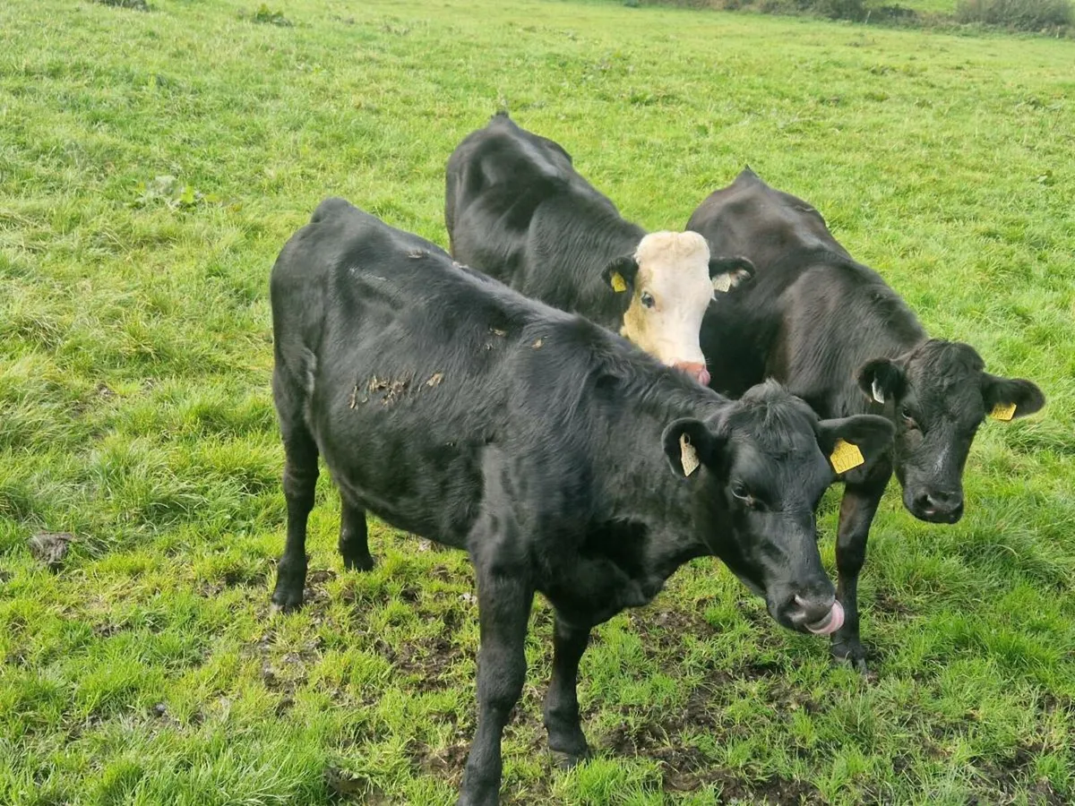 Heifers - Image 1
