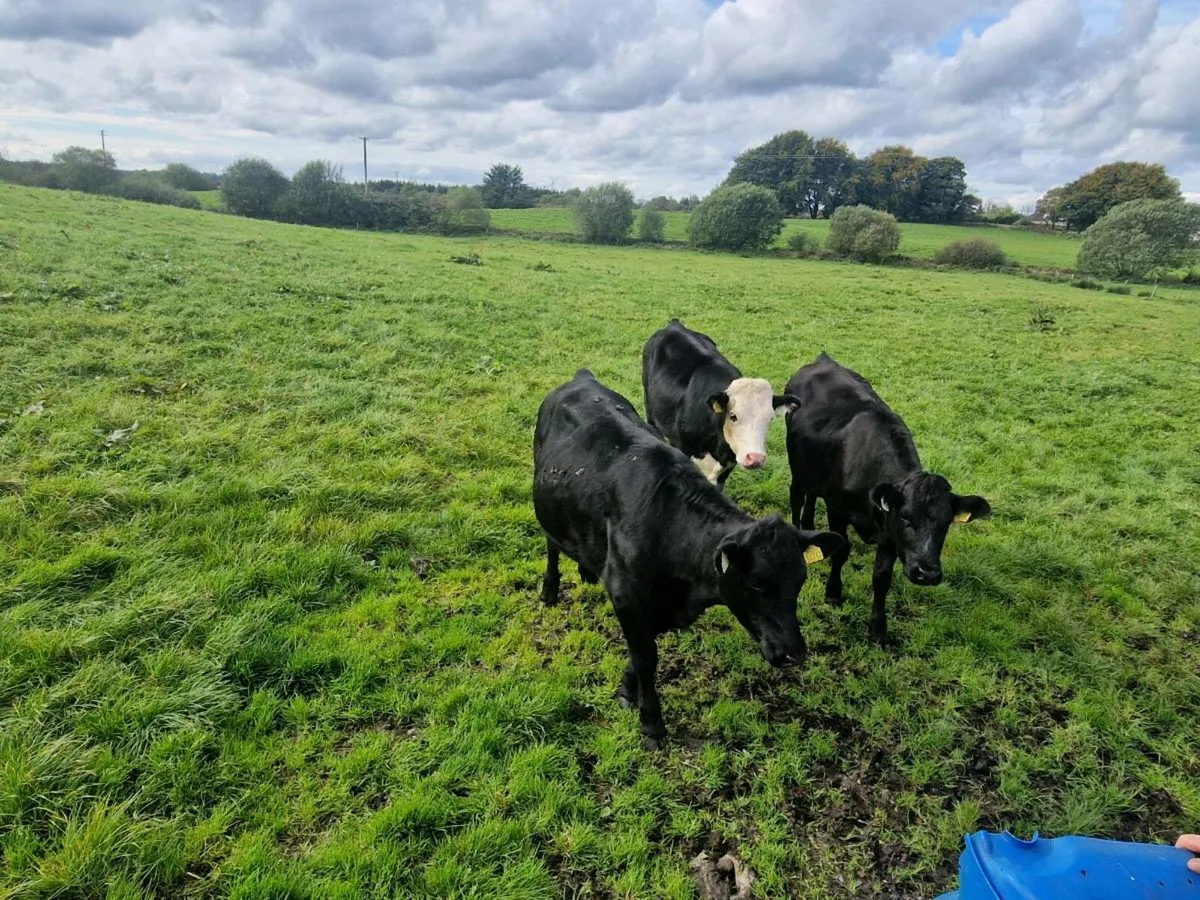 Heifers - Image 2