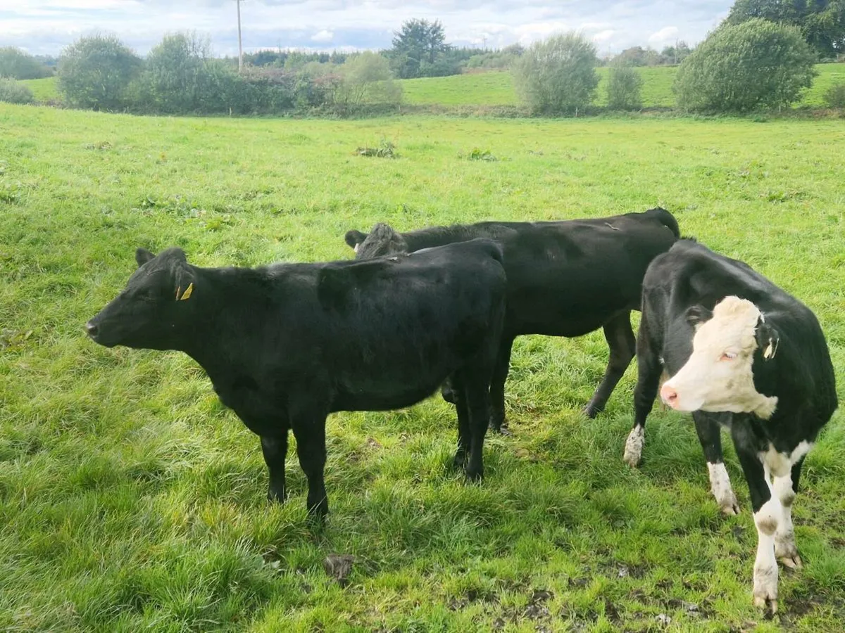 Heifers - Image 3