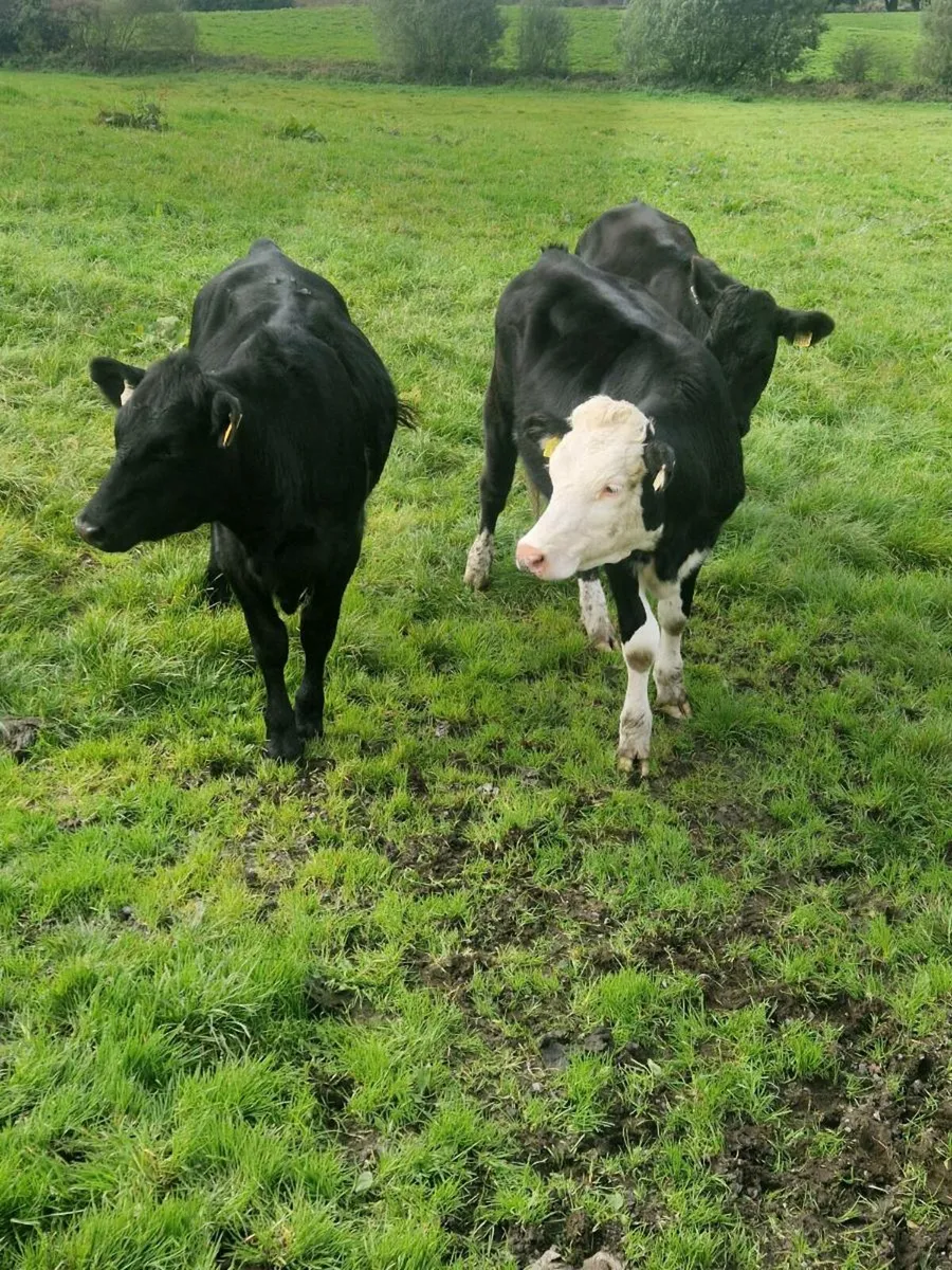 Heifers - Image 4