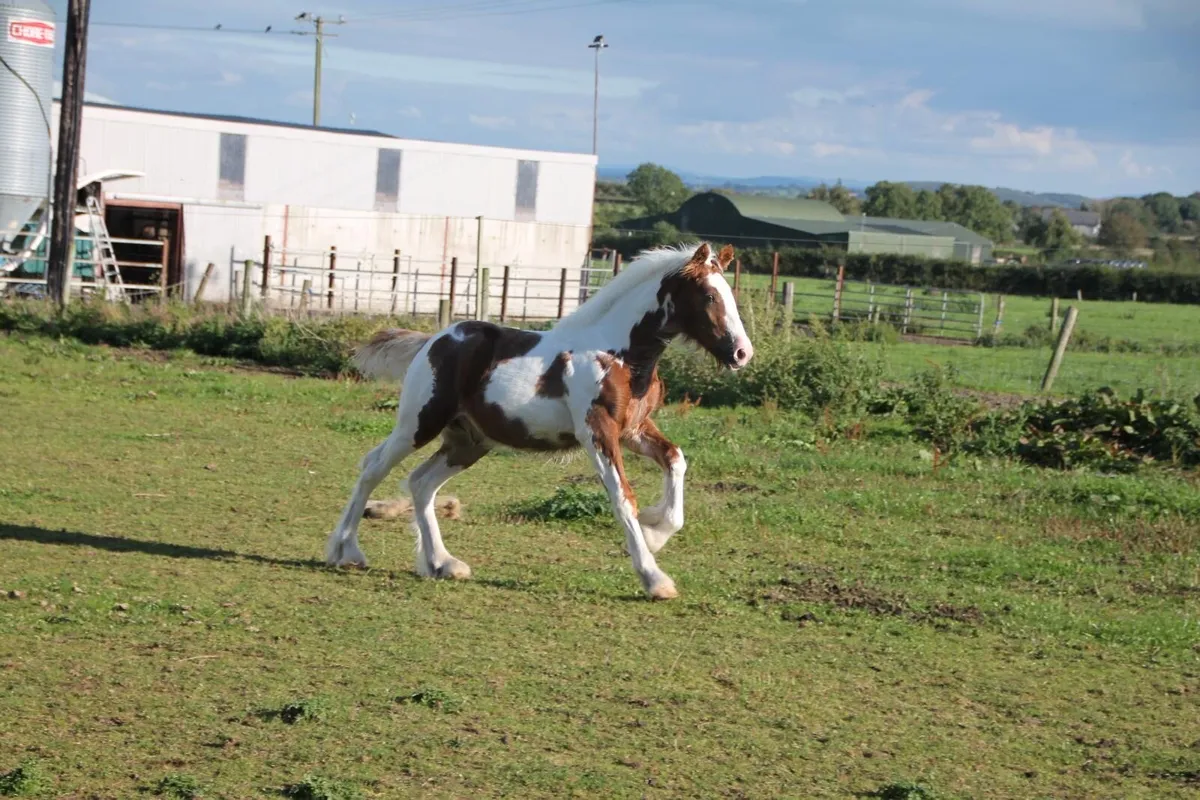 Colt foal - Image 1