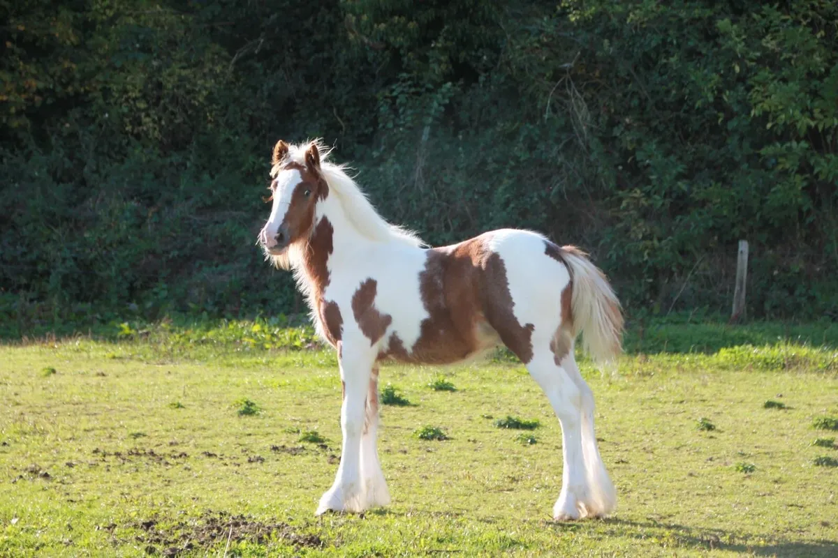 Colt foal - Image 2