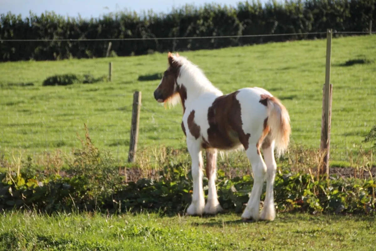 Colt foal - Image 3