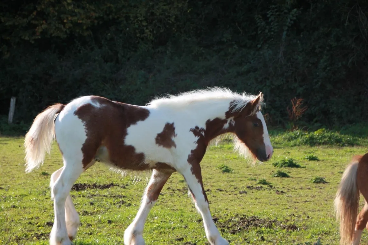 Colt foal to make 15.2hh - Image 4