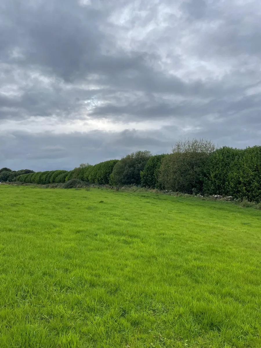 Free - Bay Laurel Trees - Image 2