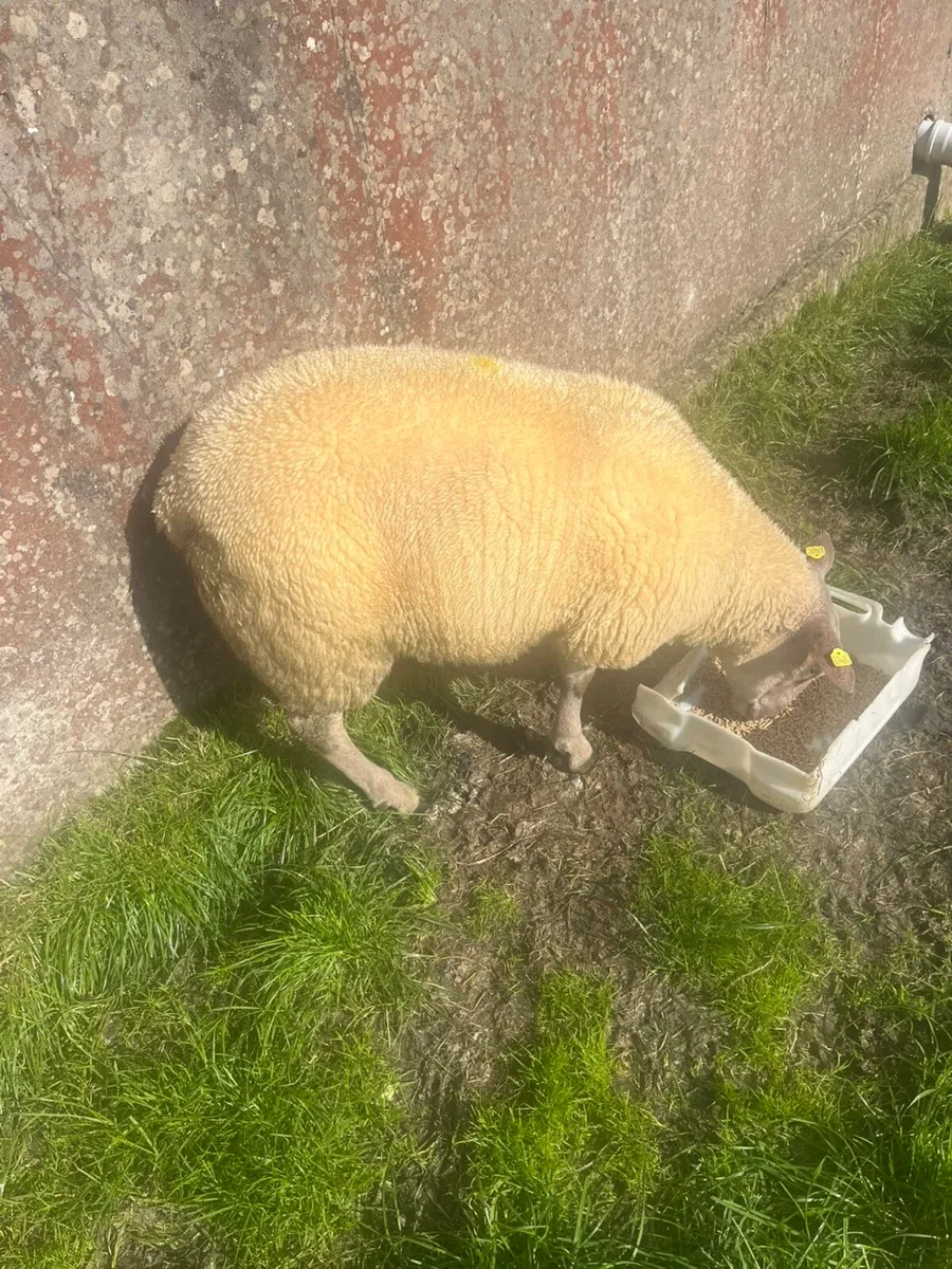💥💥rouge ram lamb for sale💥💥 - Image 1