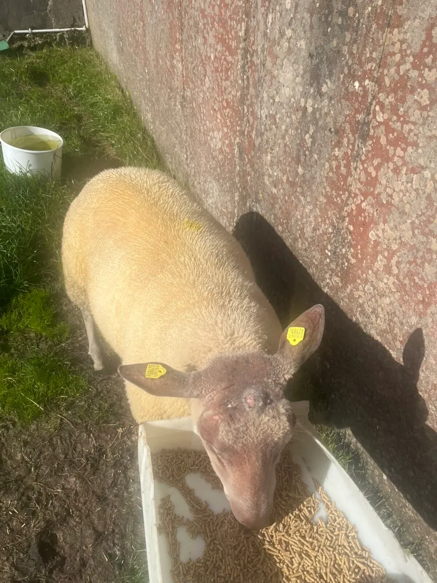 💥💥rouge ram lamb for sale💥💥 - Image 2