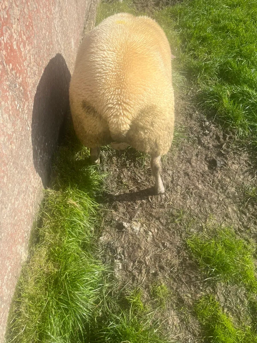 💥💥rouge ram lamb for sale💥💥 - Image 3