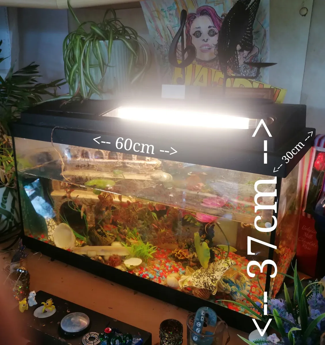 Aquarium 50L Bundle - Image 1