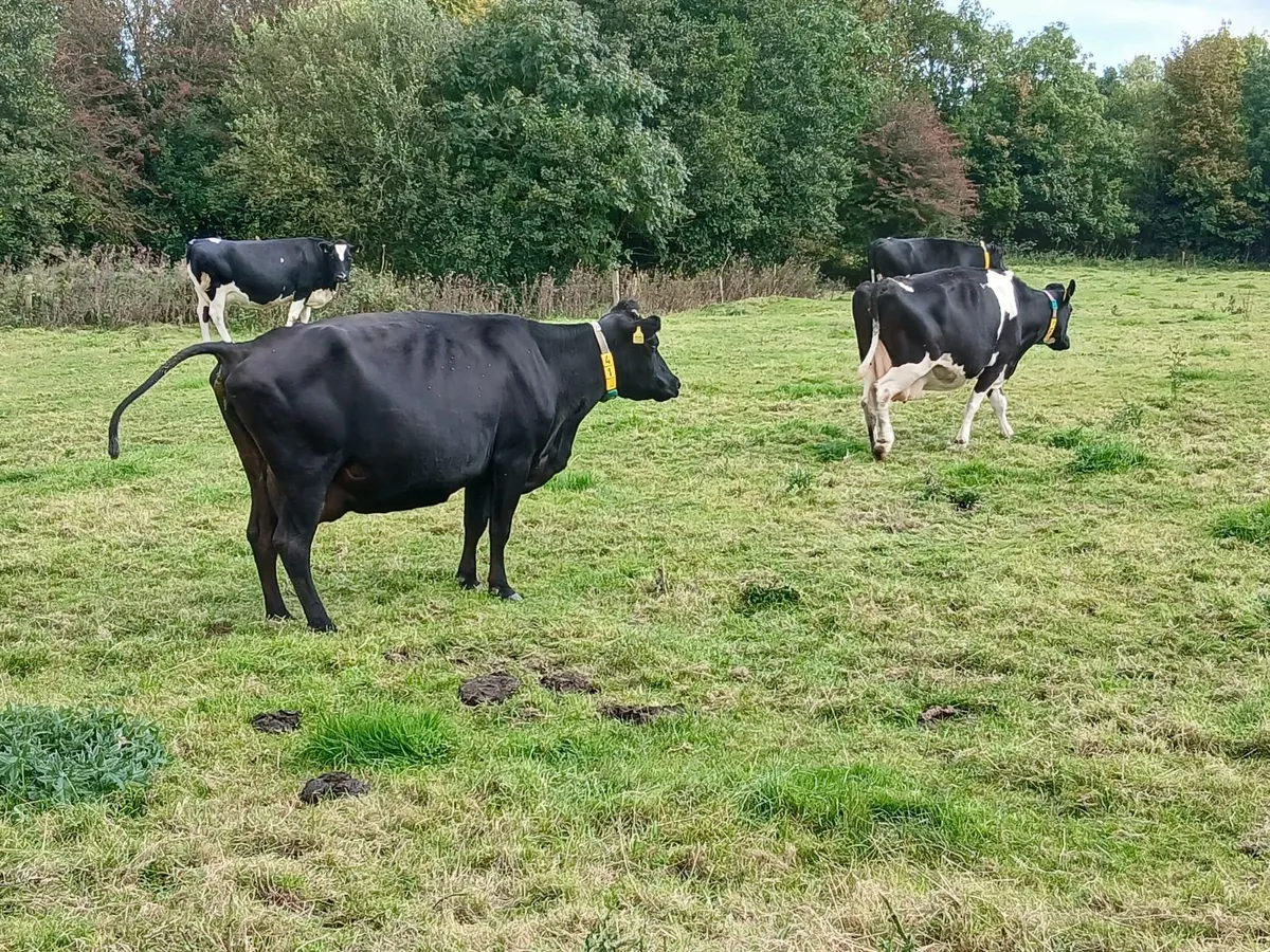 Incalf Cows - Image 1