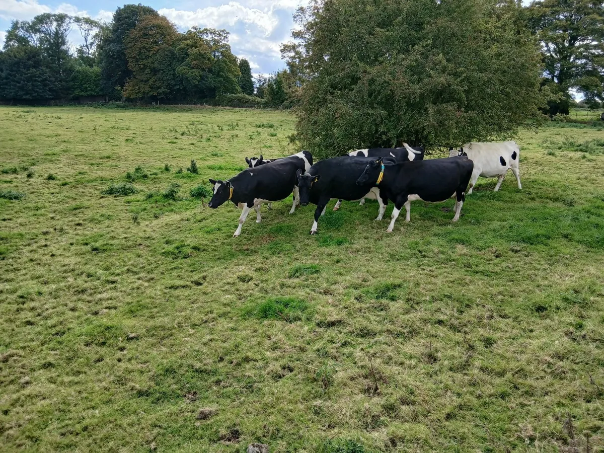Incalf Cows - Image 2