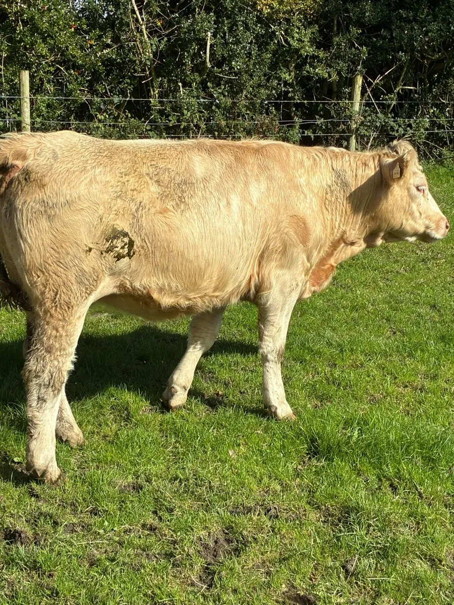 Incalf Heiffers - Image 1