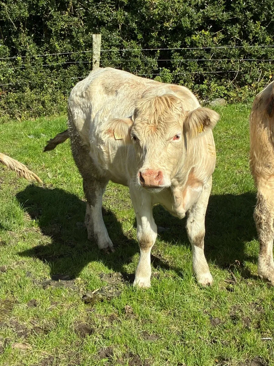 Incalf Heiffers - Image 2