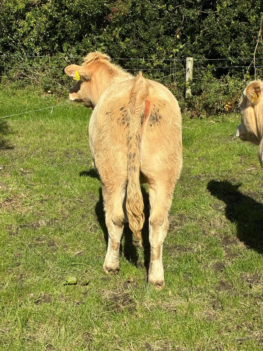 Incalf Heiffers - Image 3