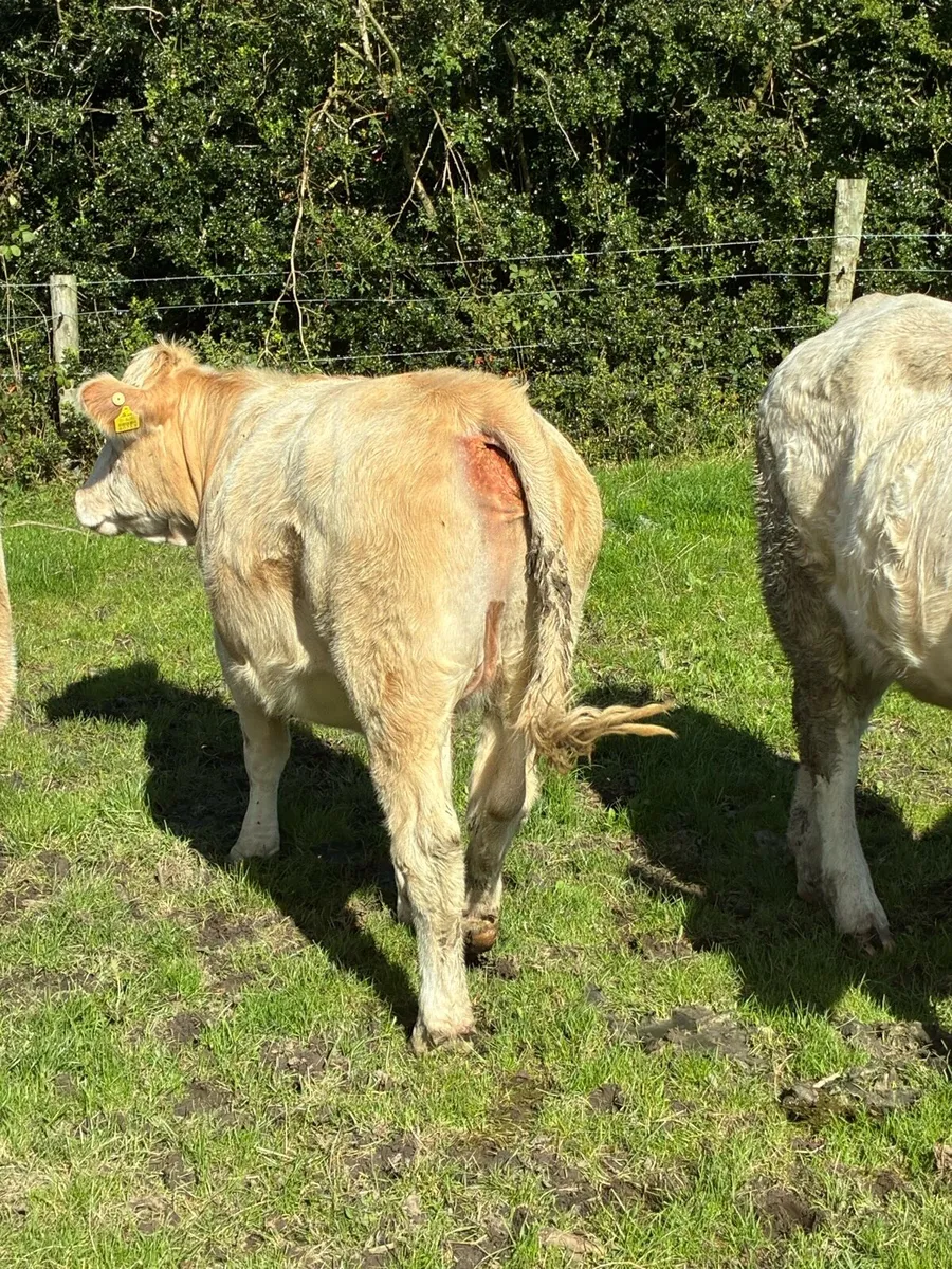 Incalf Heiffers - Image 4
