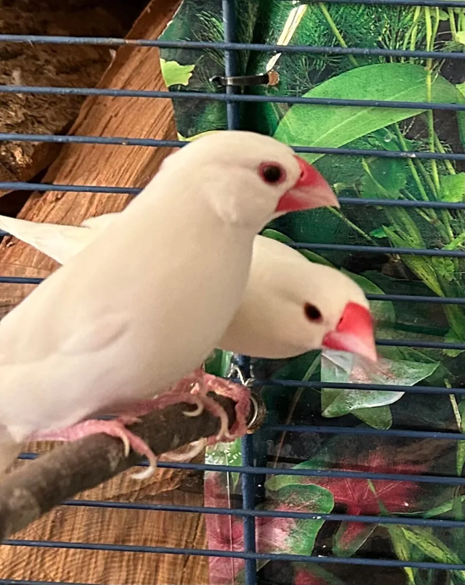 Birds and cage - Image 1