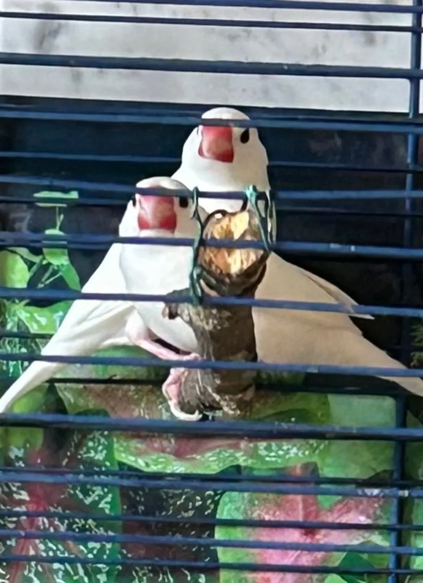Birds and cage - Image 2