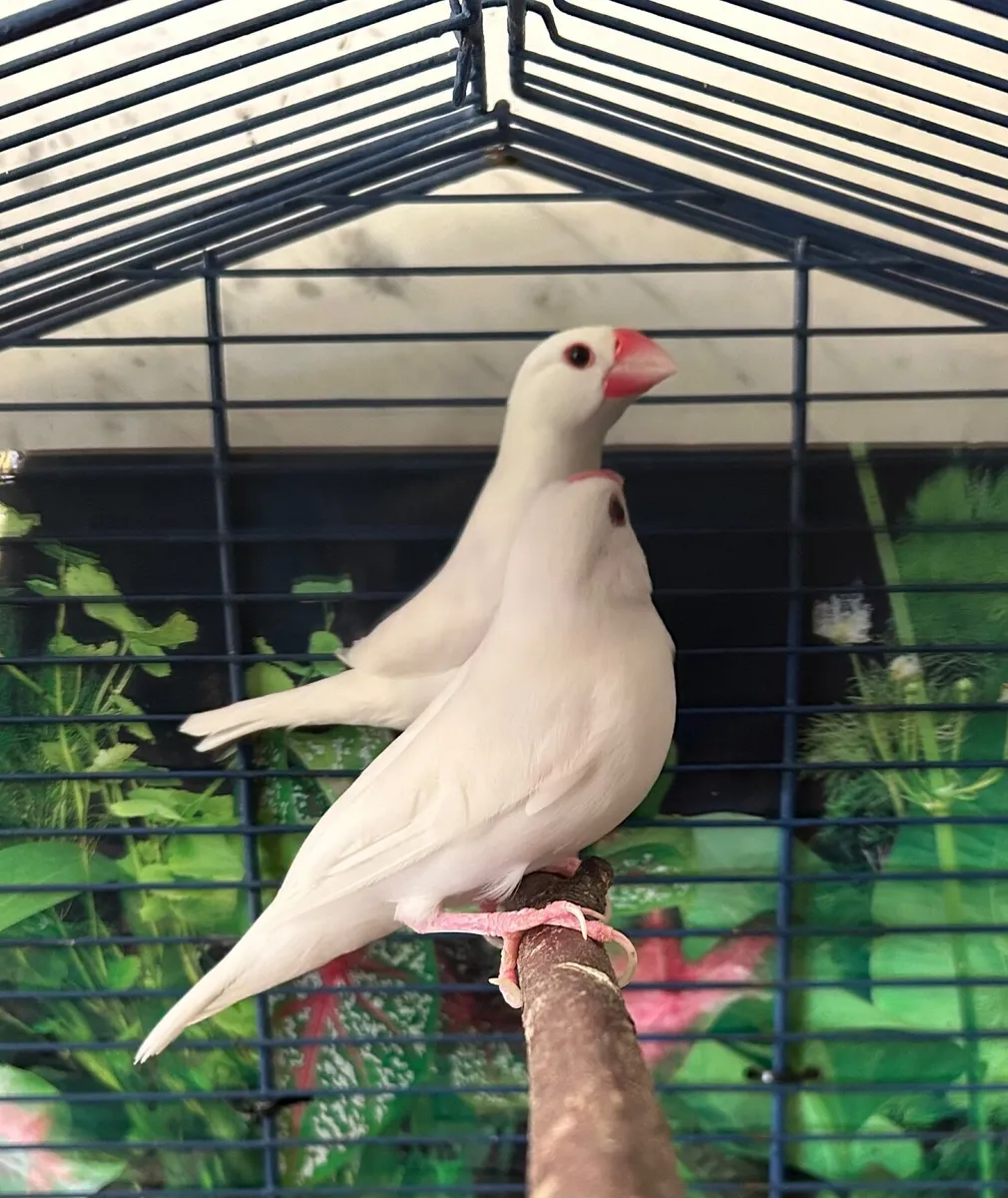 Birds and cage - Image 3