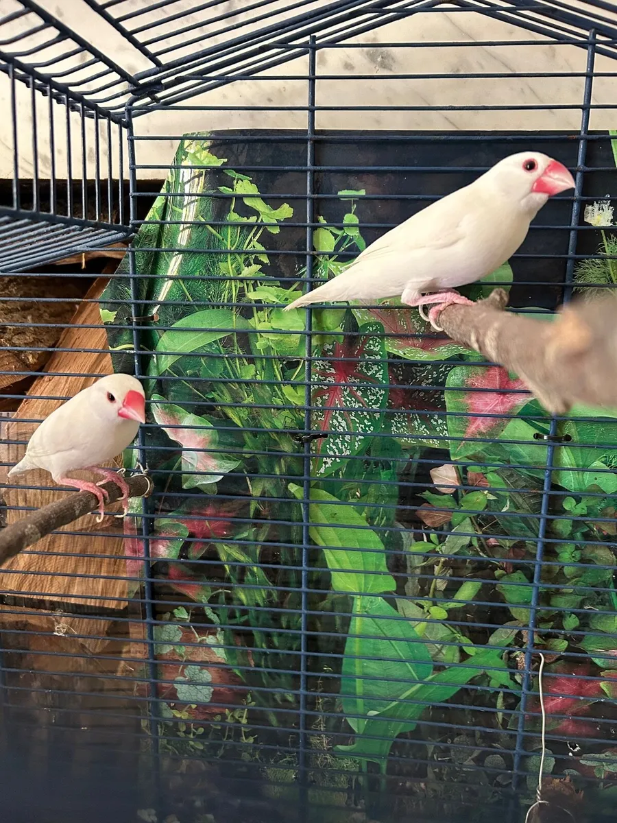 Birds and cage - Image 4