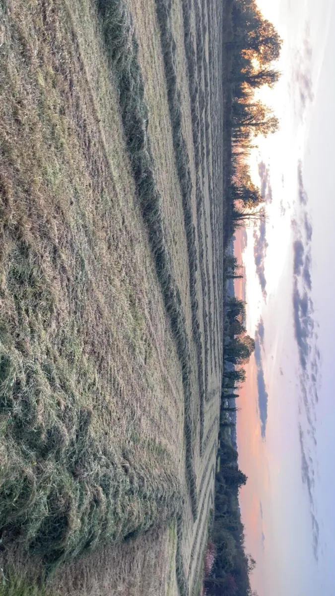 Top quality second cut silage