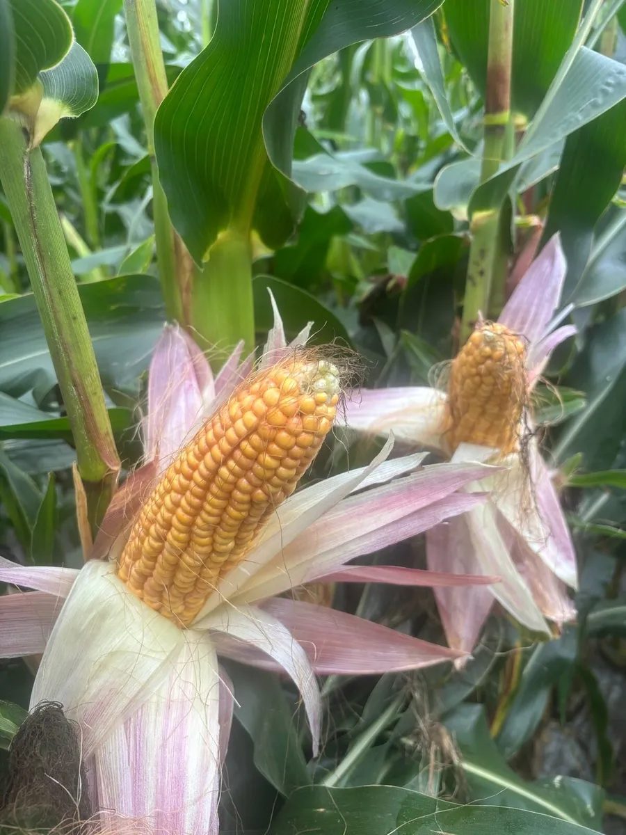 🌽Maize silage 🌽